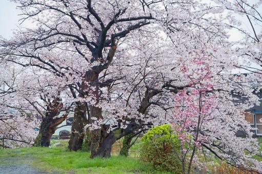 佐渡島の桜 佐渡島の桜,桜,海の写真素材