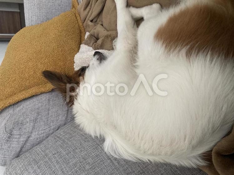 背中を丸めて寝る犬 パピヨン,papillon,犬の写真素材