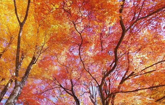 鮮やかなもみじの紅葉 鮮やかなもみじの紅葉 紅葉,秋,もみじの写真素材