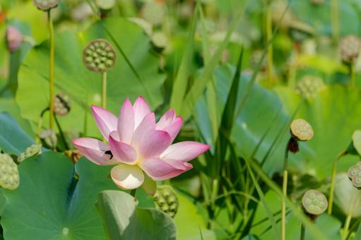 蓮の花とハチの訪れ 蓮の花とハチの訪れの写真