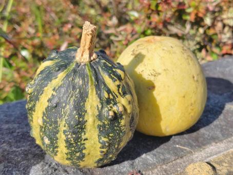 ミニパンプキン_5 パンプキン,かぼちゃ,オレンジパンプキンの写真素材