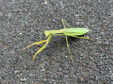 オオカマキリ オオカマキリ,蟷螂,カマキリの写真素材
