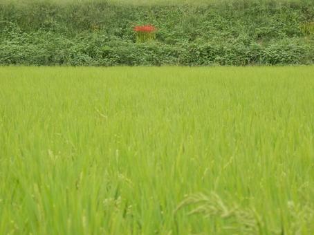 【風景写真】秋の田んぼの風景 【風景写真】秋の田んぼの風景 田んぼ,水田,田の写真素材