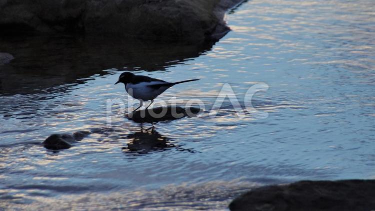夜明けの川面とセグロセキレイ 鳥,夜明け,川の写真素材