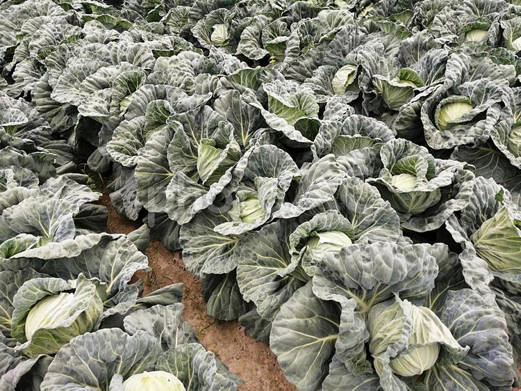 キャベツ畑　ユーチューブ動画編集素材 キャベツ,野菜,葉物野菜の写真素材
