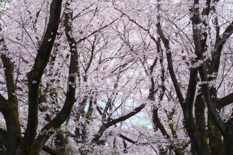 桜の木を見上げる 花,春,植物の写真素材