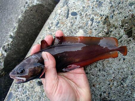 チゴダラ チゴダラ,エゾイソアイナメ,ドンコの写真素材