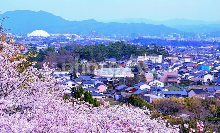 桜咲くころ/出雲市の街並み 桜,街並み,出雲市の写真素材