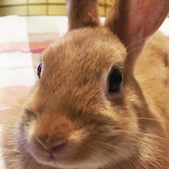 うさぎの正面顔 うさぎ,ウサギ,かわいいの写真素材