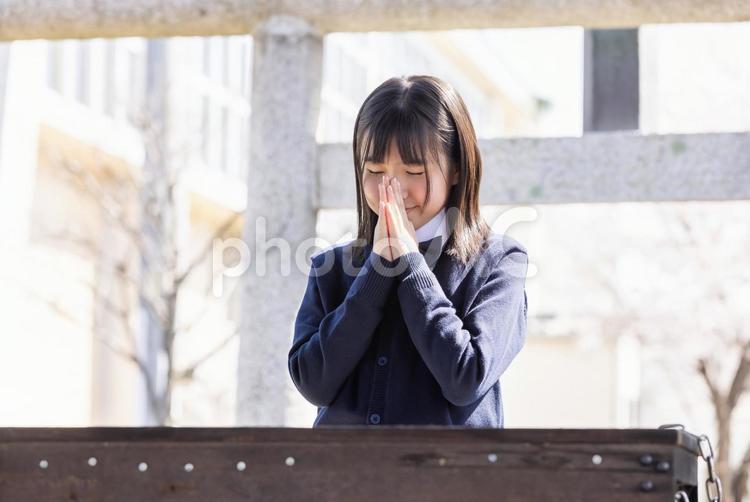神社で手をあわせる女の子 神社,願う,合掌の写真素材