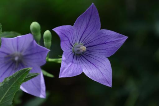 Photo, campanulaceae, flower, bellflower family, 
