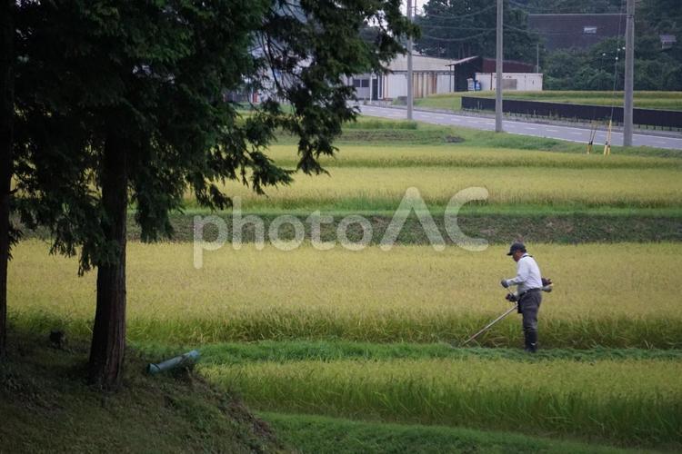 田んぼの草刈り 田んぼ,稲刈り,草刈りの写真素材