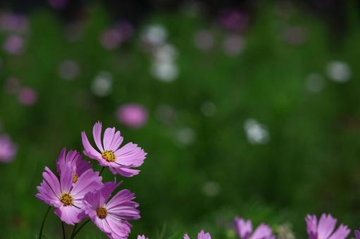 秋風に揺れて咲く コスモス,秋桜,花の写真素材