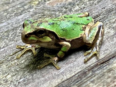 雨上がりの小さな訪問者のアップ 雨上がりの小さな訪問者のアップ アマガガエル,カエル,蛙の写真素材