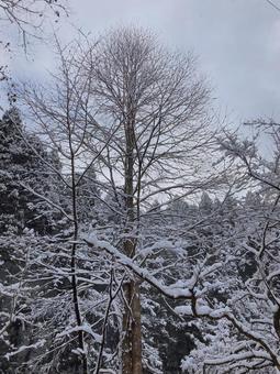 雪が積もった木々 雪が積もった木々の写真
