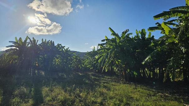 畑と太陽の写真