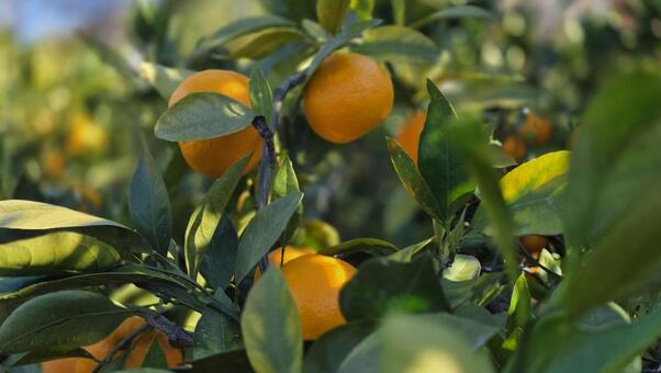 和歌山県のみかん畑 美しい,カラフル,自然の写真素材