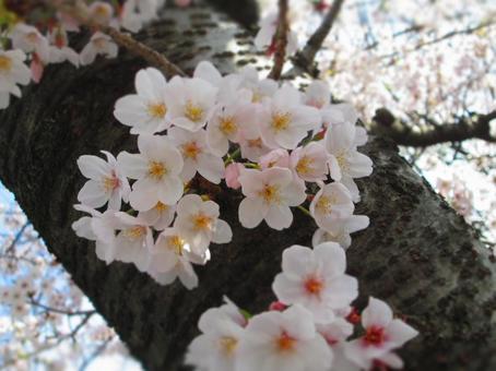 桜 桜 の写真
