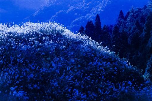 山間のススキ6 山間のススキ6の写真