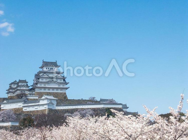 姫路城と桜9 世界遺産,姫路城,桜の写真素材