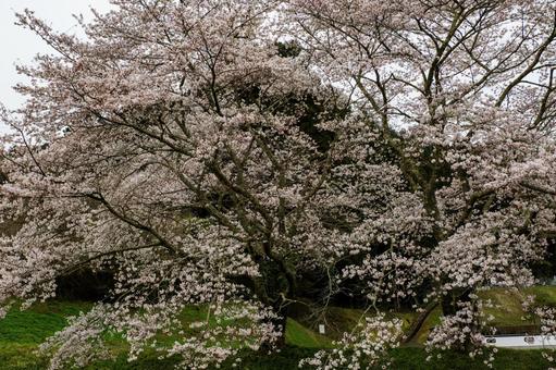 お寺の桜⑵ お寺の桜⑵の写真