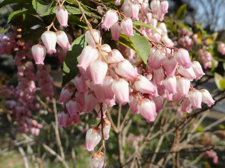 Heralding Spring | When Asebi Flowers Bloom, JPG Heralding Spring | When Asebi Flowers Bloom, JPG
