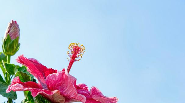 赤いハイビスカス ハイビスカス,赤,花の写真素材