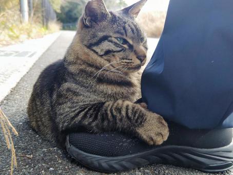 甘えん坊な猫 甘えん坊な猫の写真