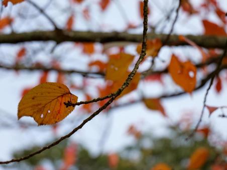 紅葉 紅葉 紅葉,秋,落ち葉の写真素材