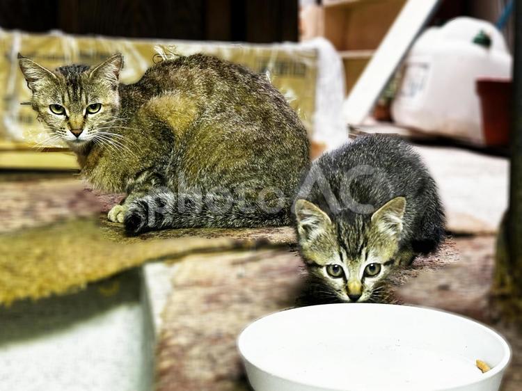 もっと下さいニャ ノラ猫,にゃんこ,ぬこの写真素材