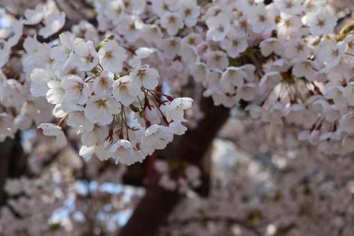 桜の花 桜の花の写真