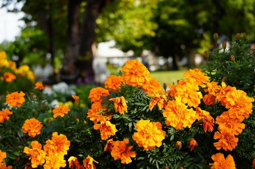 公園に咲くマリーゴールドの群生 オレンジの花,ガーデニング,夏の花の写真素材