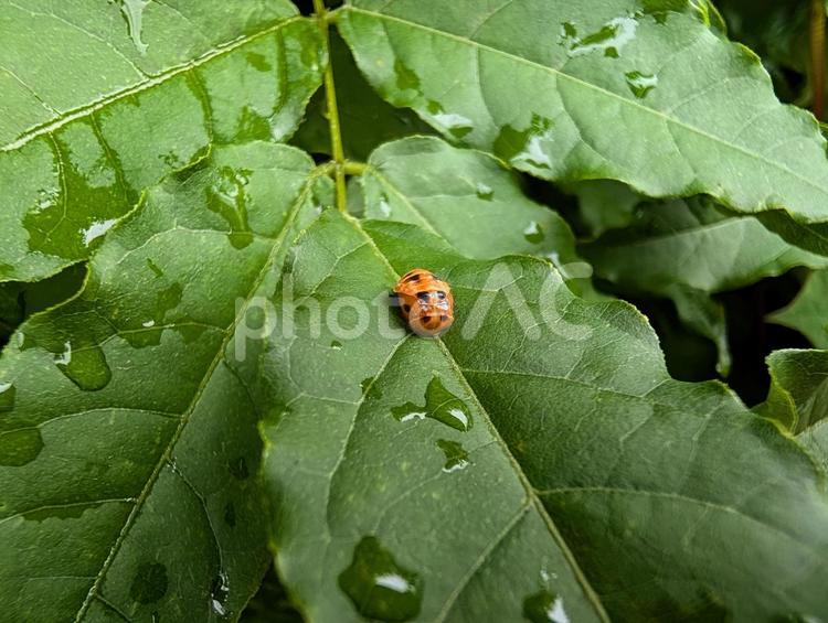 ナナホシテントウのさなぎ てんとう虫,さなぎ,ナナホシテントウの写真素材