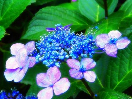 紫陽花 紫陽花の写真