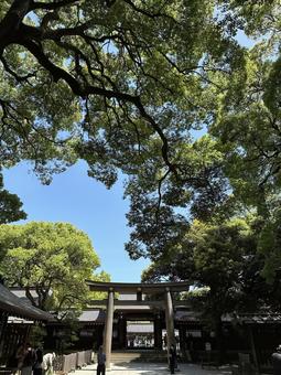 明治神宮 明治神宮の写真