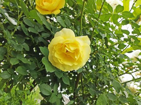 Rose Yellow Part 1, JPG Rose Yellow Part 1, JPG