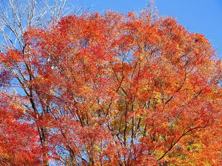 紅葉風景  紅葉風景の写真