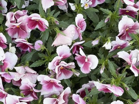 紫の花 紫の花の写真