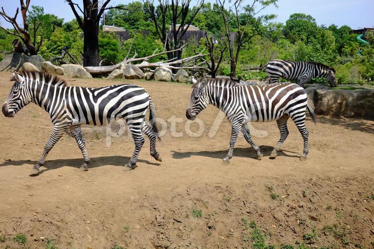 歩くしまうま よこはま動物園,ズーラシア,笑顔の写真素材