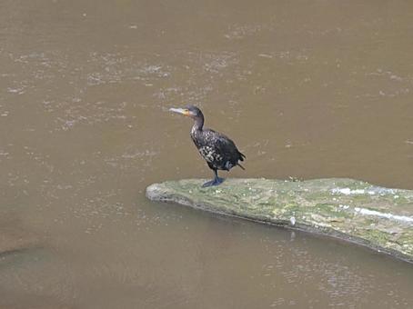 カワウ カワウの写真