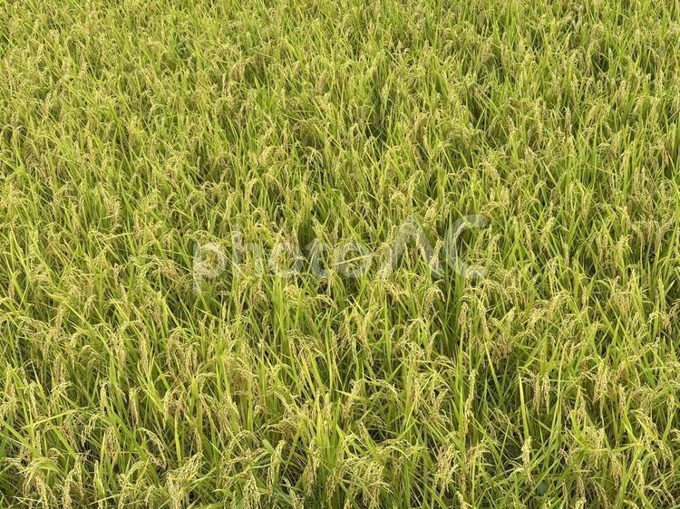 まもなく収穫　稲 稲穂,米,稲の写真素材