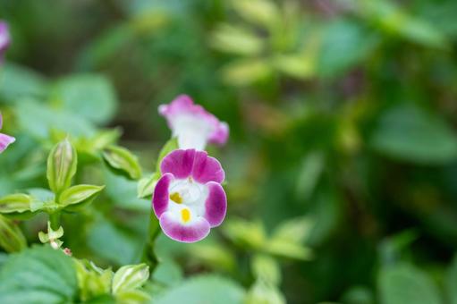 Photo, hana turtle, flower melon, flower, 
