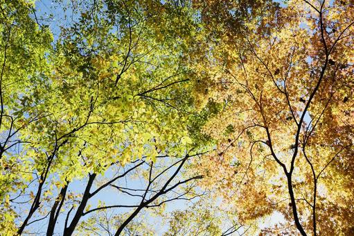 秋の日差しに透ける鮮やかな紅葉 秋の日差しに透ける鮮やかな紅葉の写真