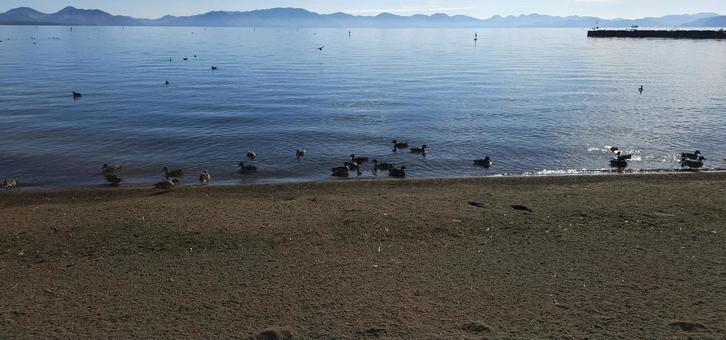 猪苗代湖　鴨 風景,人気,早朝の写真素材