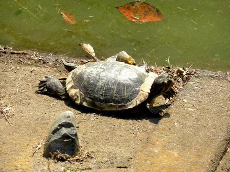 池から上がり岸辺で日光浴をするミドリガメ ミドリガメ,亀,爬虫類の写真素材