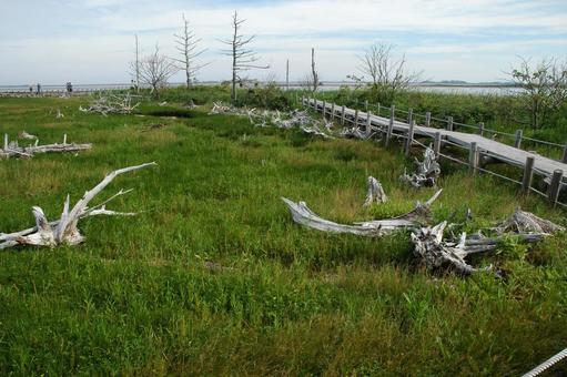 野付半島 トドワラ 野付半島 トドワラの写真