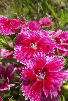 ナデシコ [Dianthus]-004 ナデシコ,撫子,秋の七草の写真素材