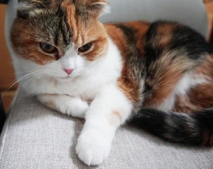 椅子の上の猫 椅子の上の猫の写真