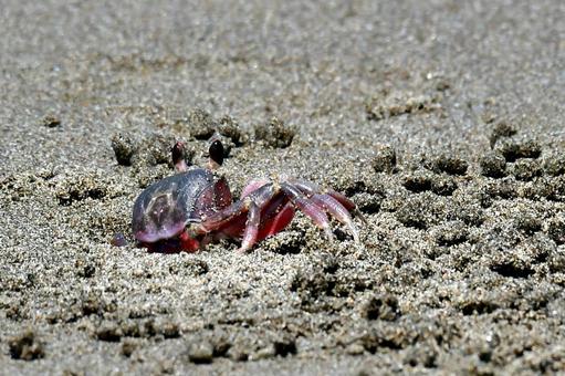 Photo, snagani, crab, sand, 