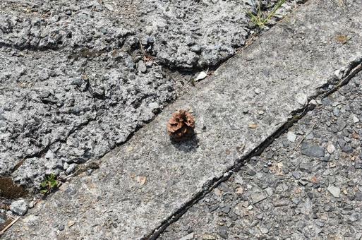 まつぼっくりの写真